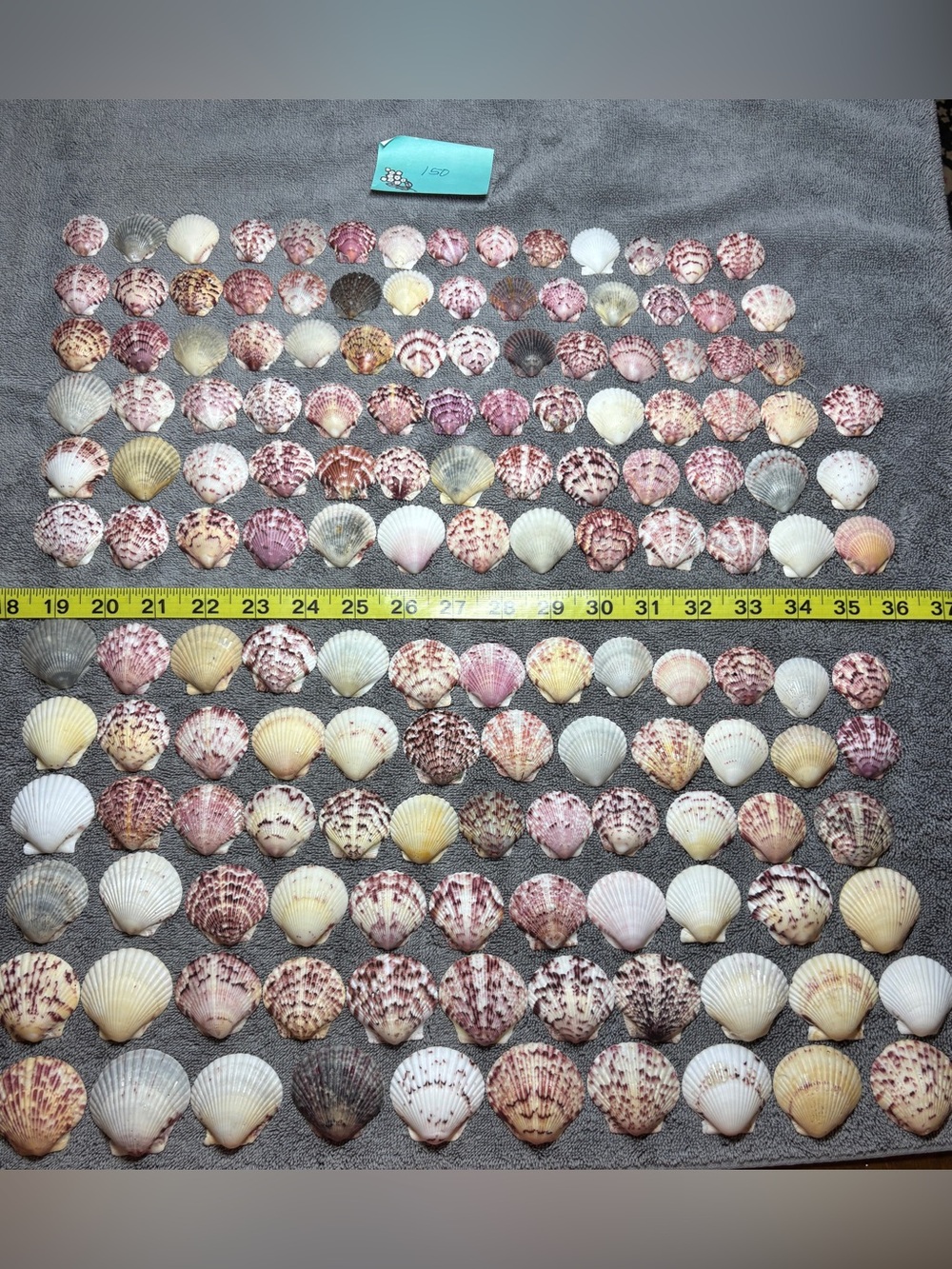 150 - Sanibel Island Scallop Seashell Collection.  Great for crafters!!